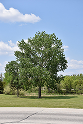 Jeronimus Plains Cottonwood (Populus deltoides 'Jeronimus') at Lakeshore Garden Centres