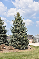 Baby Blue Blue Spruce (Picea pungens 'Baby Blue') at Lakeshore Garden Centres