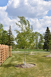 Grandmont Bigtooth Aspen (Populus grandidentata 'Jefmont') at Lakeshore Garden Centres