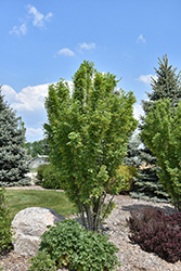 Green Spires Peashrub (Caragana arborescens 'Jefarb') at Lakeshore Garden Centres