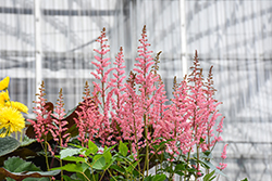 Power Pop Astilbe (Astilbe 'Power Pop') at Lakeshore Garden Centres