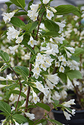 April Snow Weigela (Weigela praecox 'April Snow') at Lakeshore Garden Centres