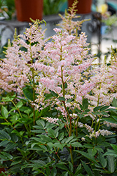 Younique Silvery Pink Astilbe (Astilbe 'Verssilverypink') at Lakeshore Garden Centres
