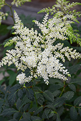 Fireworks White Chinese Astilbe (Astilbe chinensis 'Fireworks White') at Lakeshore Garden Centres