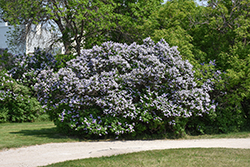 Common Lilac (Syringa vulgaris) at Lakeshore Garden Centres