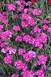 EverLast Violet Blue Pinks (Dianthus 'KLEDG20336') at Lakeshore Garden Centres