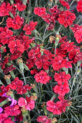 Single Ladies Red Rouge Pinks (Dianthus 'Red Rouge') at Lakeshore Garden Centres