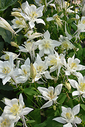 Earlybird White Columbine (Aquilegia 'PAS1258490') at Lakeshore Garden Centres