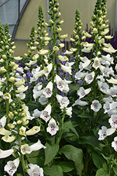 Candy Mountain White Foxglove (Digitalis purpurea 'Candy Mountain White') at Lakeshore Garden Centres