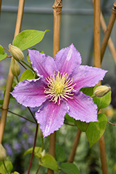 Piilu Clematis (Clematis 'Piilu') at Lakeshore Garden Centres