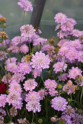 Pink Mist Pincushion Flower (Scabiosa 'Pink Mist') at Lakeshore Garden Centres