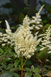 You and Me Together Astilbe (Astilbe chinensis 'You and Me Together') at Lakeshore Garden Centres