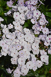 Fashionably Early Lavender Ice Garden Phlox (Phlox 'Fashionably Early Lavender Ice') at Lakeshore Garden Centres