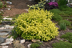 Honeybee Bush Honeysuckle (Diervilla rivularis 'Diwibru01') at Lakeshore Garden Centres