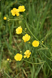 Meadow Buttercup (Ranunculus acris) at Lakeshore Garden Centres