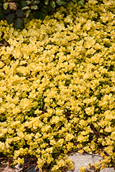 Goldii Creeping Jenny (Lysimachia nummularia 'Goldii') at Lakeshore Garden Centres