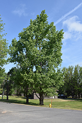 Prairie Sky Poplar (Populus 'Prairie Sky') at Lakeshore Garden Centres
