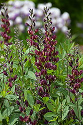 Burgundy Blast False Indigo (Baptisia 'Burgundy Blast') at Lakeshore Garden Centres