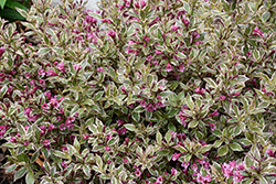 My Monet Purple Effect Weigela (Weigela florida 'Verweig8') at Lakeshore Garden Centres