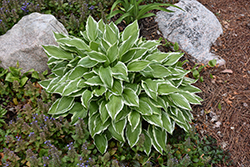 Golden Variegated Hosta (Hosta fortunei 'Aureomarginata') at Lakeshore Garden Centres