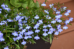 Magadi Electric Blue Lobelia (Lobelia erinus 'KLELE10670') at Lakeshore Garden Centres