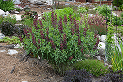 Burgundy Blast False Indigo (Baptisia 'Burgundy Blast') at Lakeshore Garden Centres
