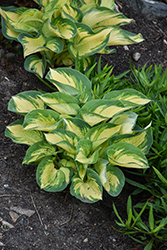 Great Expectations Hosta (Hosta 'Great Expectations') at Lakeshore Garden Centres