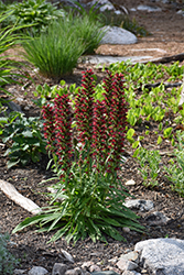 Red Feathers (Echium amoenum) at Lakeshore Garden Centres