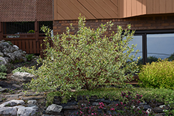 Cream Cracker Dogwood (Cornus alba 'Cream Cracker') at Lakeshore Garden Centres