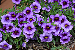 Aloha Kona Hula Blue Sky Calibrachoa (Calibrachoa 'Aloha Kona Hula Blue Sky') at Lakeshore Garden Centres