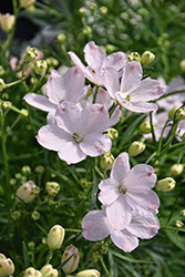 Summer Morning Delphinium (Delphinium grandiflorum 'Summer Morning') at Lakeshore Garden Centres