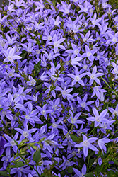 Blue Waterfall Serbian Bellflower (Campanula poscharskyana 'Blue Waterfall') at Lakeshore Garden Centres