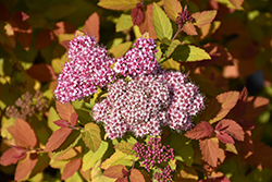 Double Play Big Bang Spirea (Spiraea 'Tracy') at Lakeshore Garden Centres