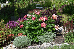 Julia Rose Peony (Paeonia 'Julia Rose') at Lakeshore Garden Centres