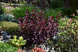 Winecraft Black Smokebush (Cotinus coggygria 'NCCO1') at Lakeshore Garden Centres