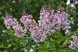 Late Lilac (Syringa villosa) at Lakeshore Garden Centres