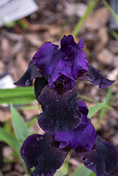 Black Flag Iris (Iris 'Black Flag') at Lakeshore Garden Centres