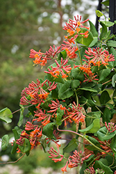 Dropmore Scarlet Trumpet Honeysuckle (Lonicera x brownii 'Dropmore Scarlet') at Lakeshore Garden Centres
