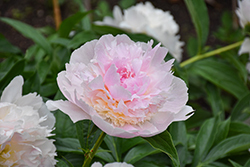 Raspberry Sundae Peony (Paeonia 'Raspberry Sundae') at Lakeshore Garden Centres