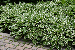 White-Variegated Hosta (Hosta undulata 'Albomarginata') at Lakeshore Garden Centres