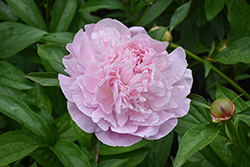 Sarah Bernhardt Peony (Paeonia 'Sarah Bernhardt') at Lakeshore Garden Centres