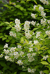 Golden Mockorange (Philadelphus coronarius 'Aureus') at Lakeshore Garden Centres