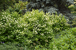 Golden Mockorange (Philadelphus coronarius 'Aureus') at Lakeshore Garden Centres