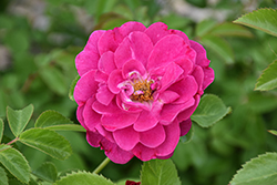 John Cabot Rose (Rosa 'John Cabot') at Lakeshore Garden Centres