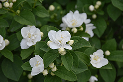 Illuminati Arch Mockorange (Philadelphus coronarius 'SMNPBD') at Lakeshore Garden Centres