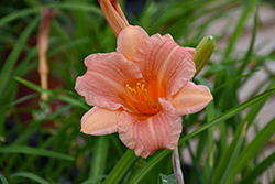 EveryDaylily Pink Wing Daylily (Hemerocallis 'VER0021') at Lakeshore Garden Centres