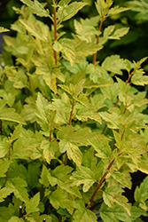 Cougar Cub Ninebark (Physocarpus opulifolius 'SueCKat') at Lakeshore Garden Centres