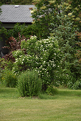 Arrowwood (Viburnum dentatum) at Lakeshore Garden Centres