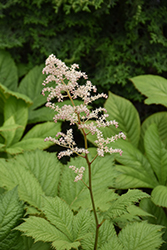 Rodgersia (Rodgersia podophylla) at Lakeshore Garden Centres