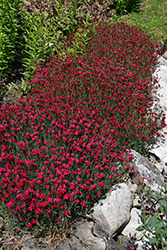 Flashing Light Maiden Pinks (Dianthus deltoides 'Flashing Light') at Lakeshore Garden Centres